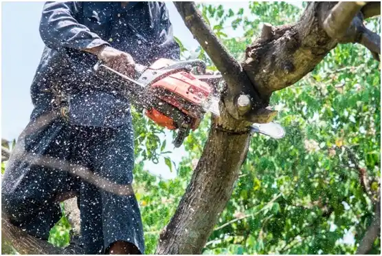 tree services Claypool Hill